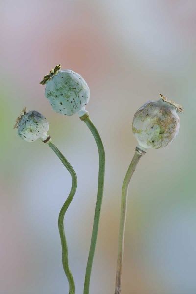 Washington Colorful poppy seed heads on stems